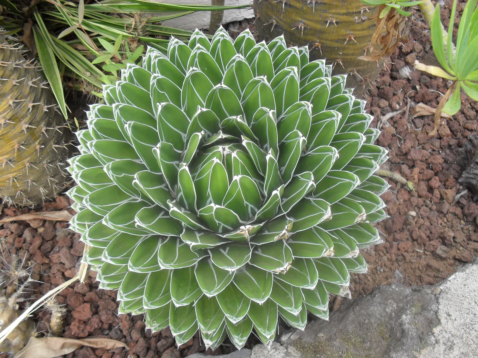 Weber Agave (Agave Weberi) — A focal point in any landscape design