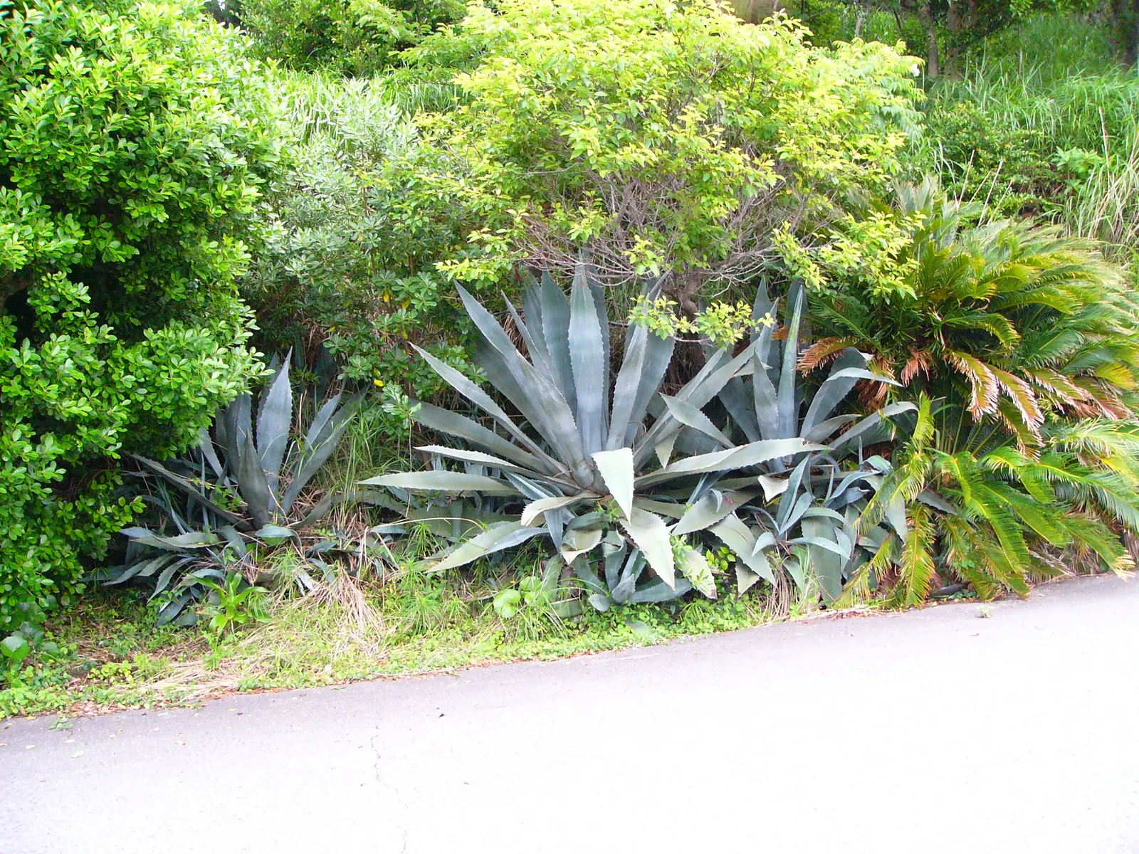 Weber Agave (Agave Weberi) — the Weber Agave concludes its lifecycle