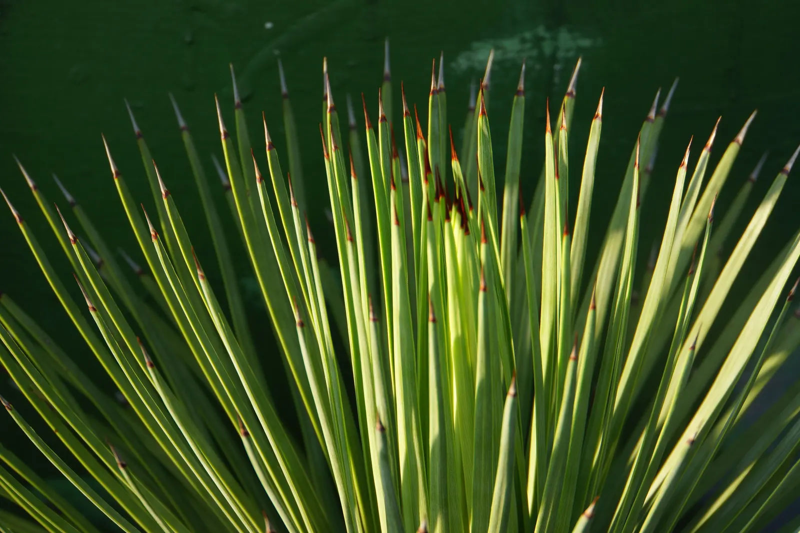 Weber Agave (Agave Weberi) — making it an ideal candidate for xeriscaping or low-maintenance gardens