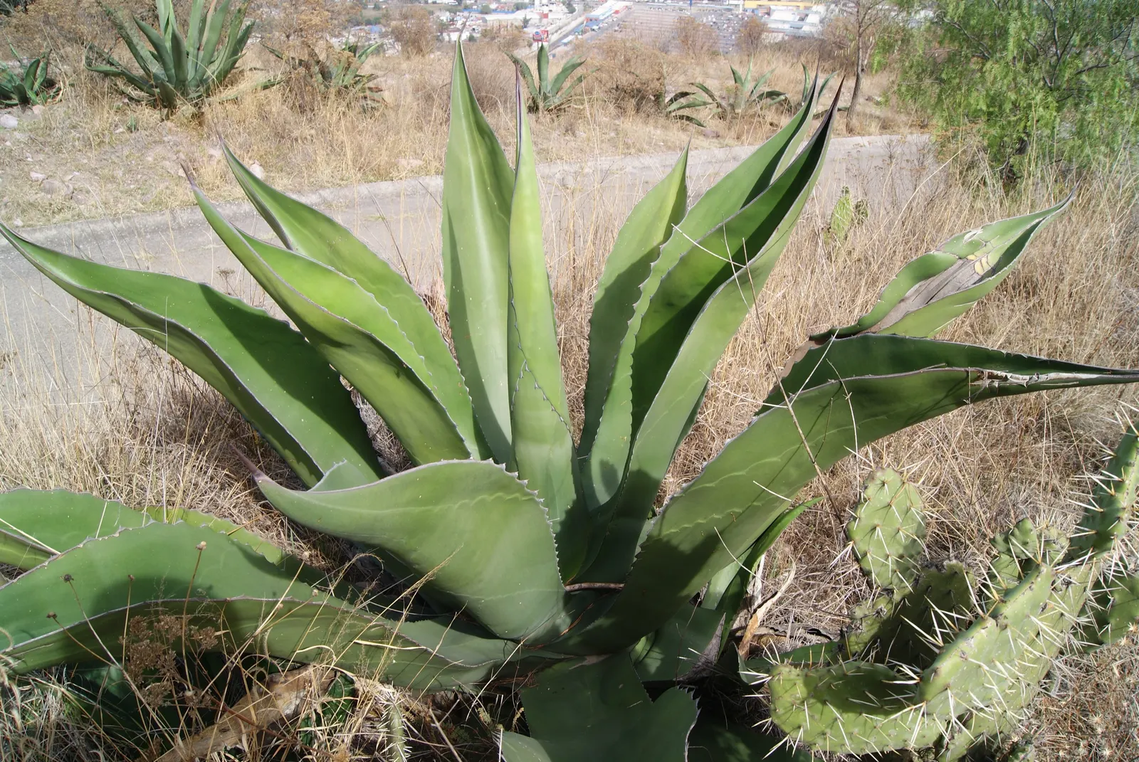 Weber Agave (Agave Weberi) — the Weber Agave will produce a remarkable flower stalk; its impressive foliage can reach lengths of up to 6 feet and spans roughly