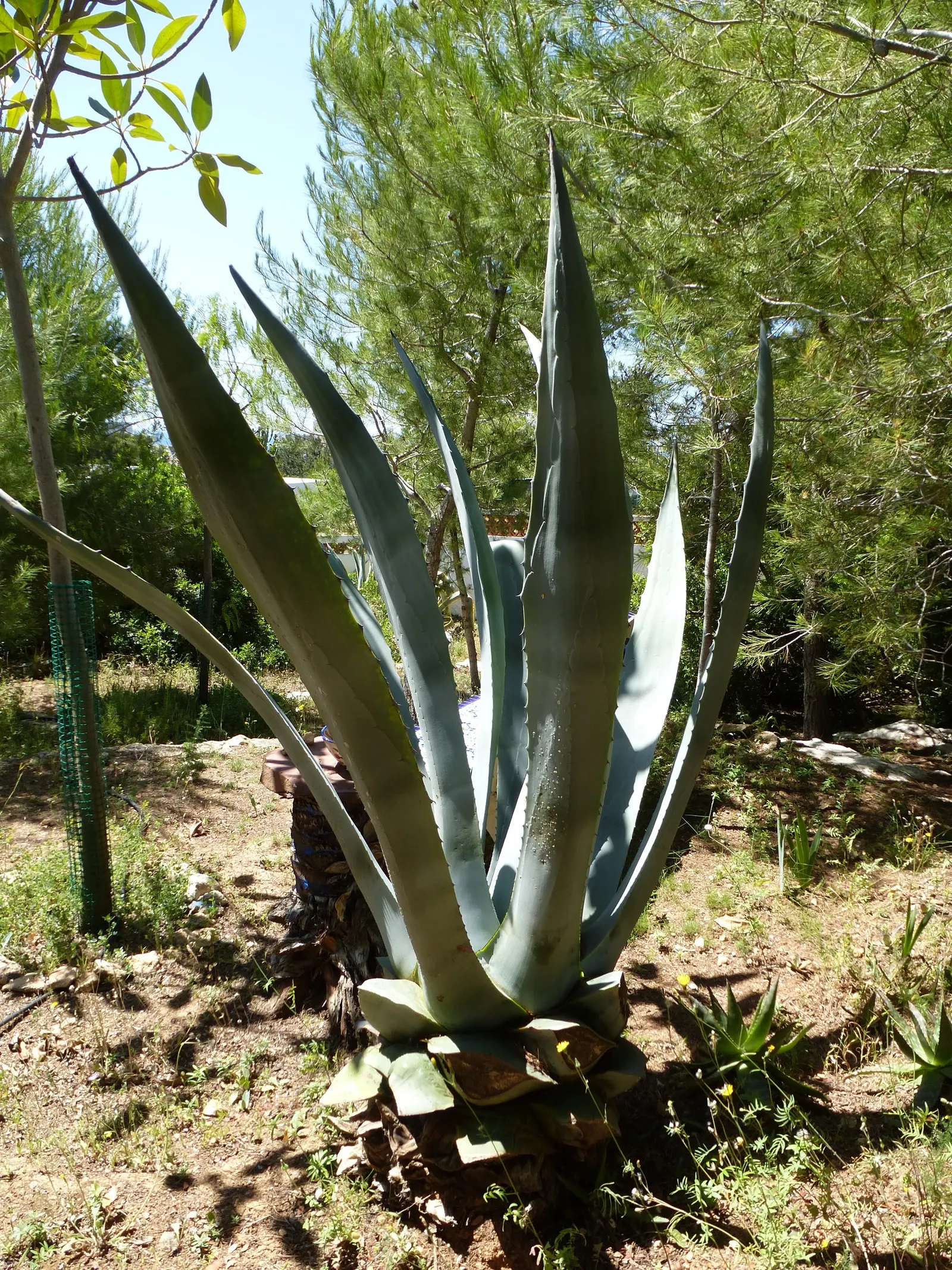 Weber Agave (Agave Weberi) — the Weber Agave will produce a remarkable flower stalk