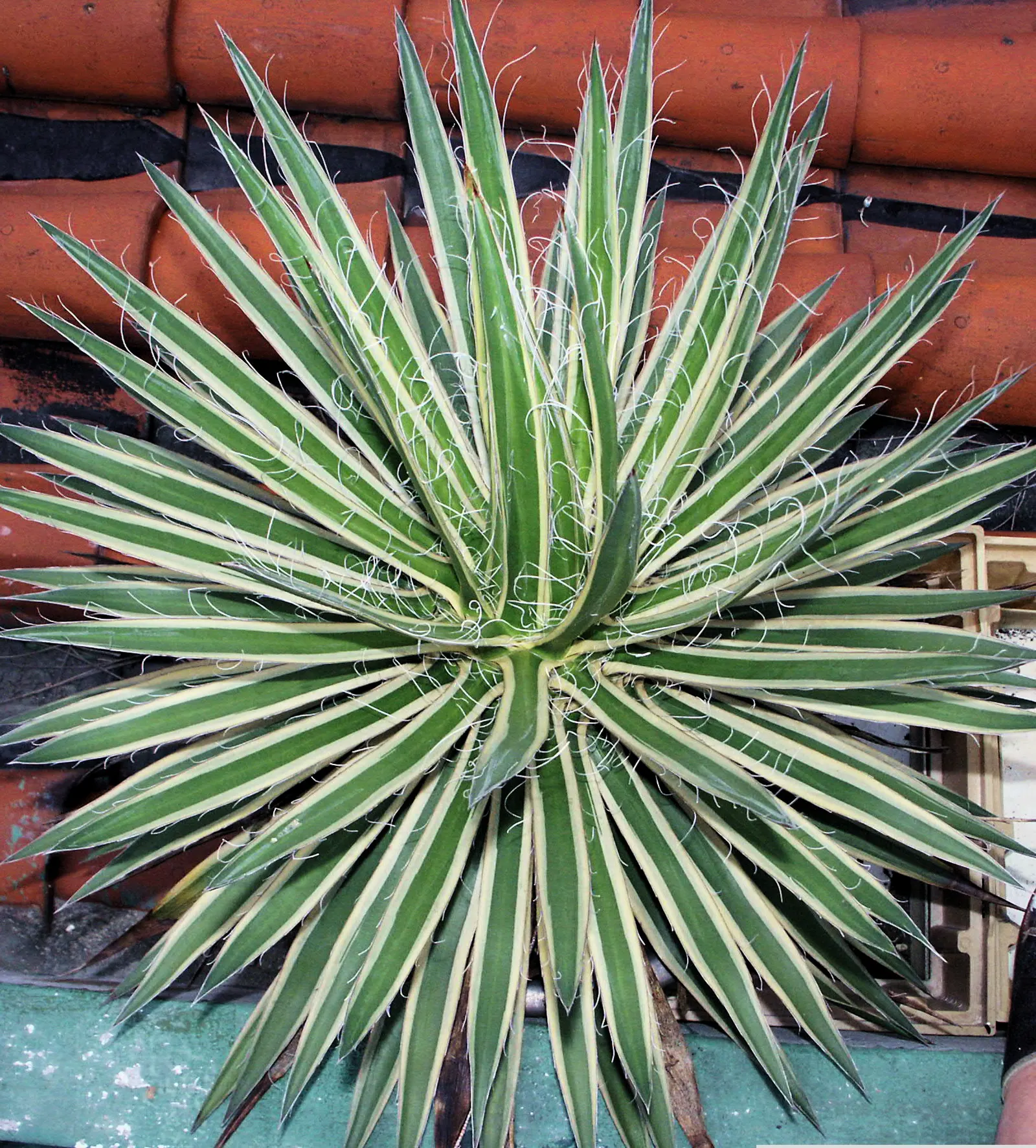 Weber Agave (Agave Weberi) — Its broad, blue-grey leaves form a dense rosette, which can become the focal point of xeriscapes; but fear not - it, image 49