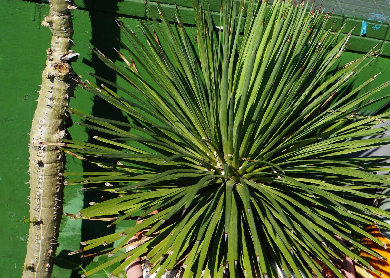 Weber Agave (Agave Weberi) — A focal point in any landscape design; succulent for full or half