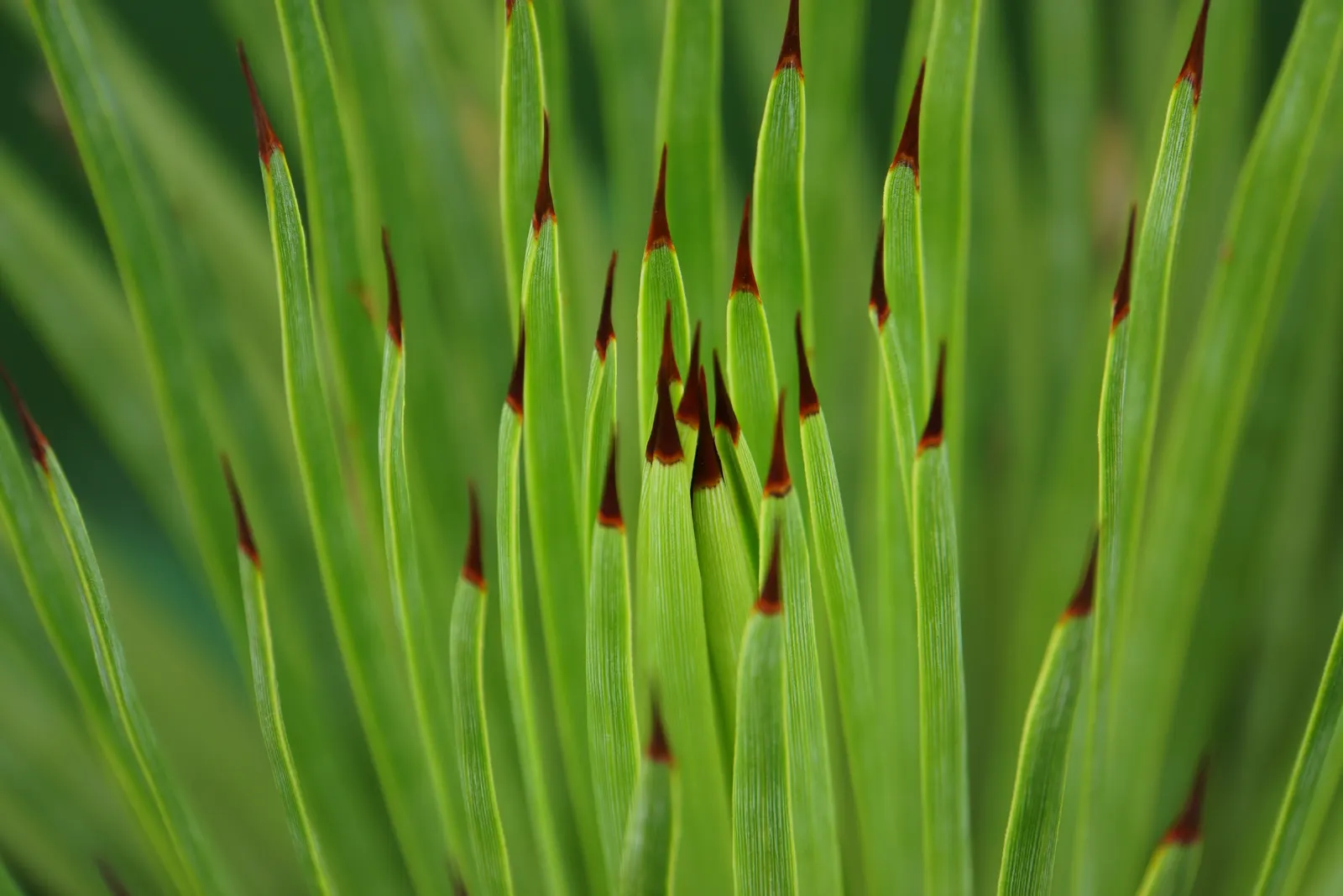 Weber Agave (Agave Weberi) — with minimal maintenance required; fleshy leaves that form a rosette pattern