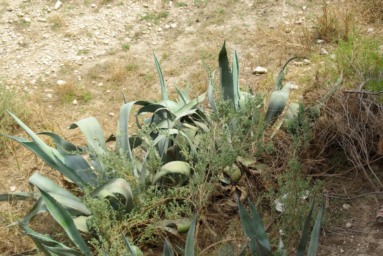 Weber Agave (Agave Weberi) — succulent with yellow blooms