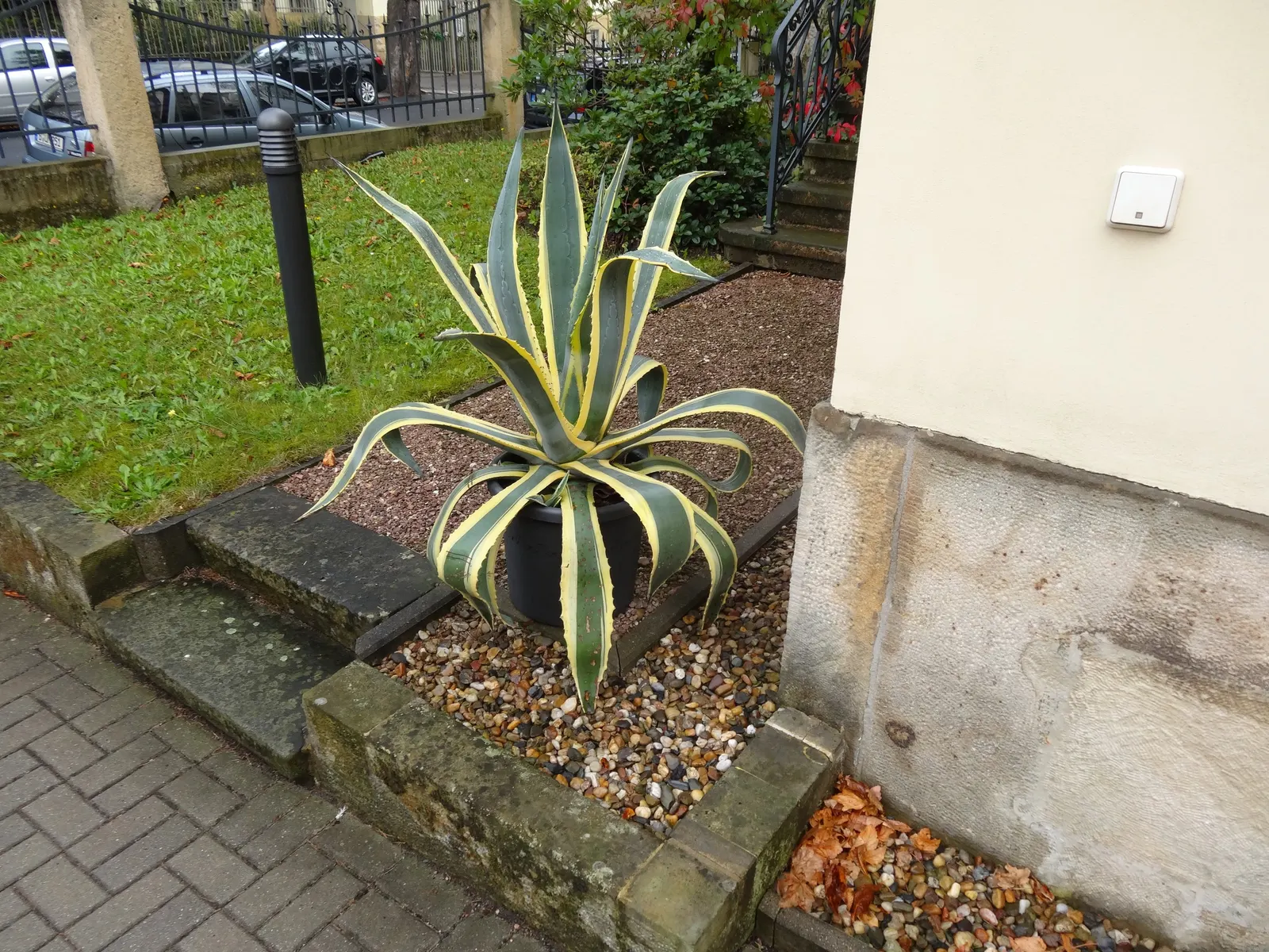 Weber Agave (Agave Weberi) — the Weber Agave concludes its lifecycle; weber Agave (Agave weberi) is a striking succulent that commands attention with its