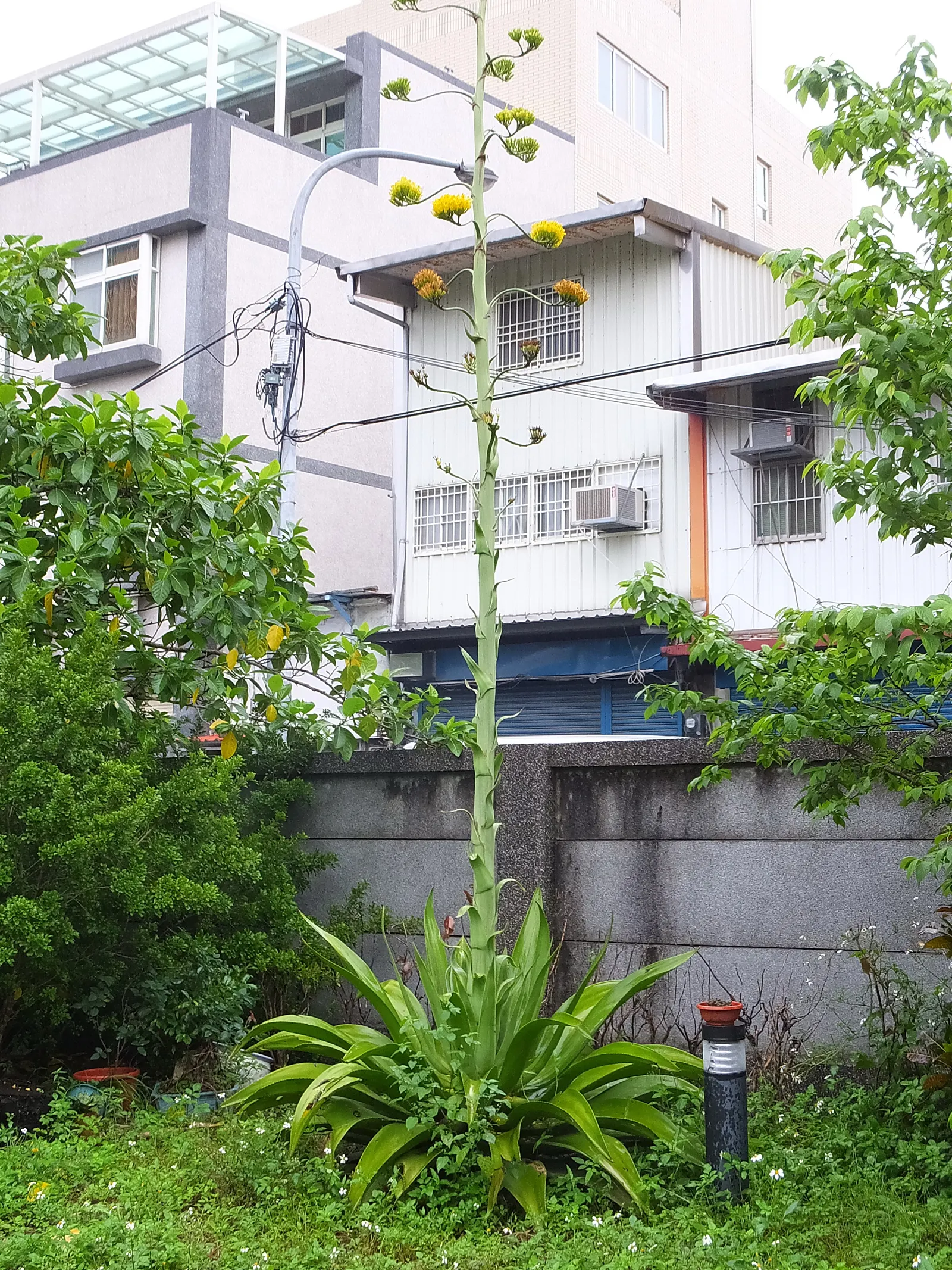 Weber Agave (Agave Weberi) — this drought-tolerant plant prefers full sun and provides year-round interest