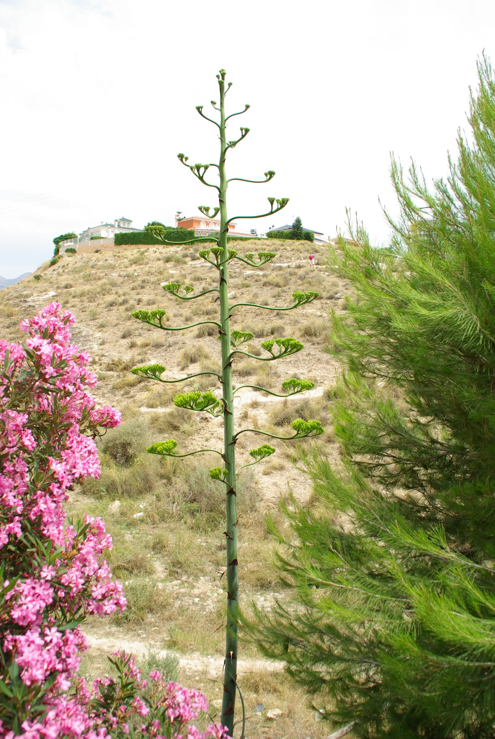 Weber Agave (Agave Weberi) — yellow flowers in the garden; it boasts a long lifespan, but it is a slow-grower