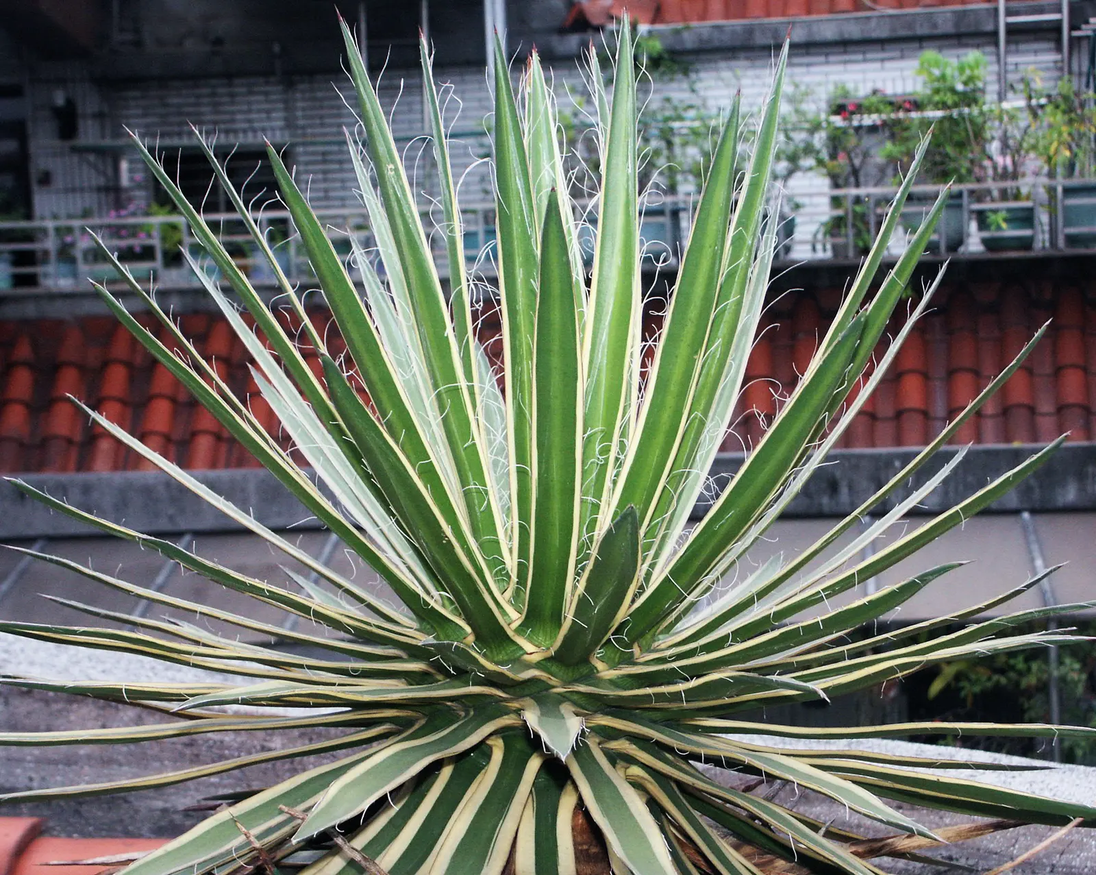 Weber Agave (Agave Weberi) — When positioning this grand agave
