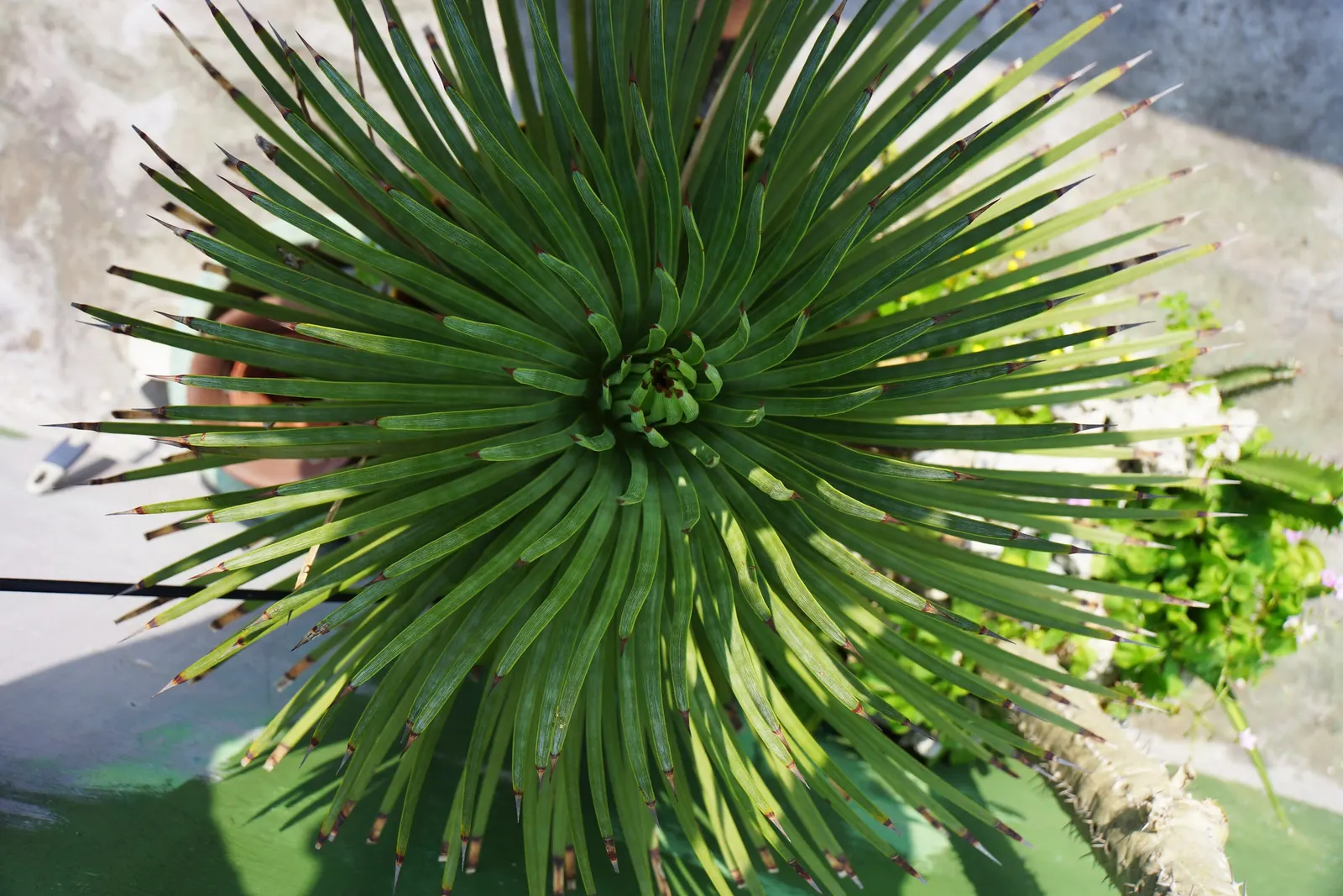 Weber Agave (Agave Weberi) — Its impressive foliage can reach lengths of up to 6 feet and spans roughly the same in width