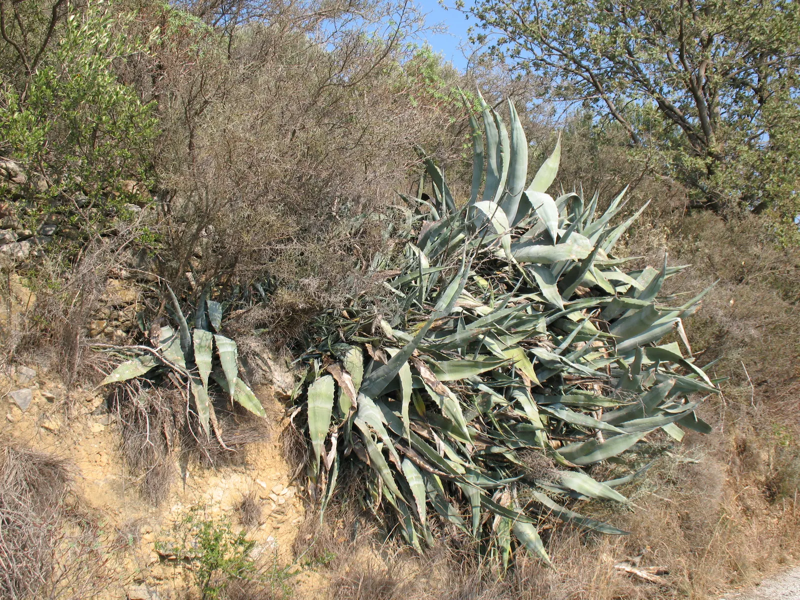 Weber Agave (Agave Weberi) — soaring up to 15 to 20 feet in height; the Weber Agave concludes its lifecycle