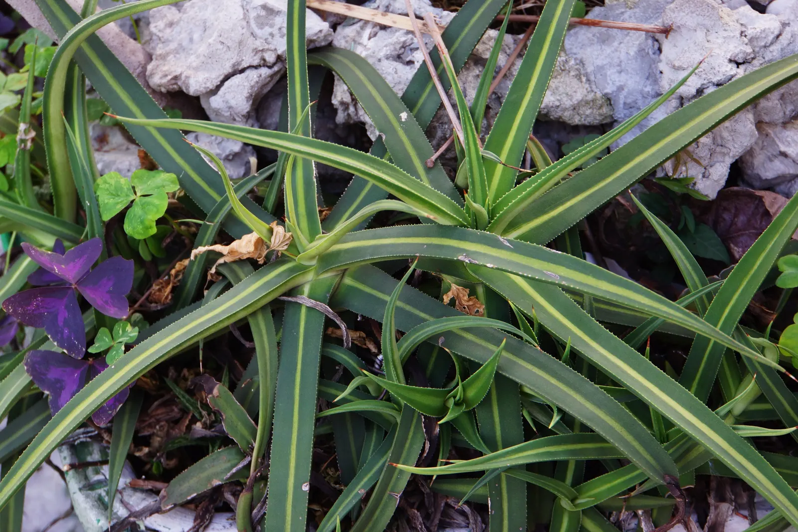 Weber Agave (Agave Weberi) — this drought-tolerant plant prefers full sun and provides year-round interest; reaching up to 5 feet in height and 6, image 50