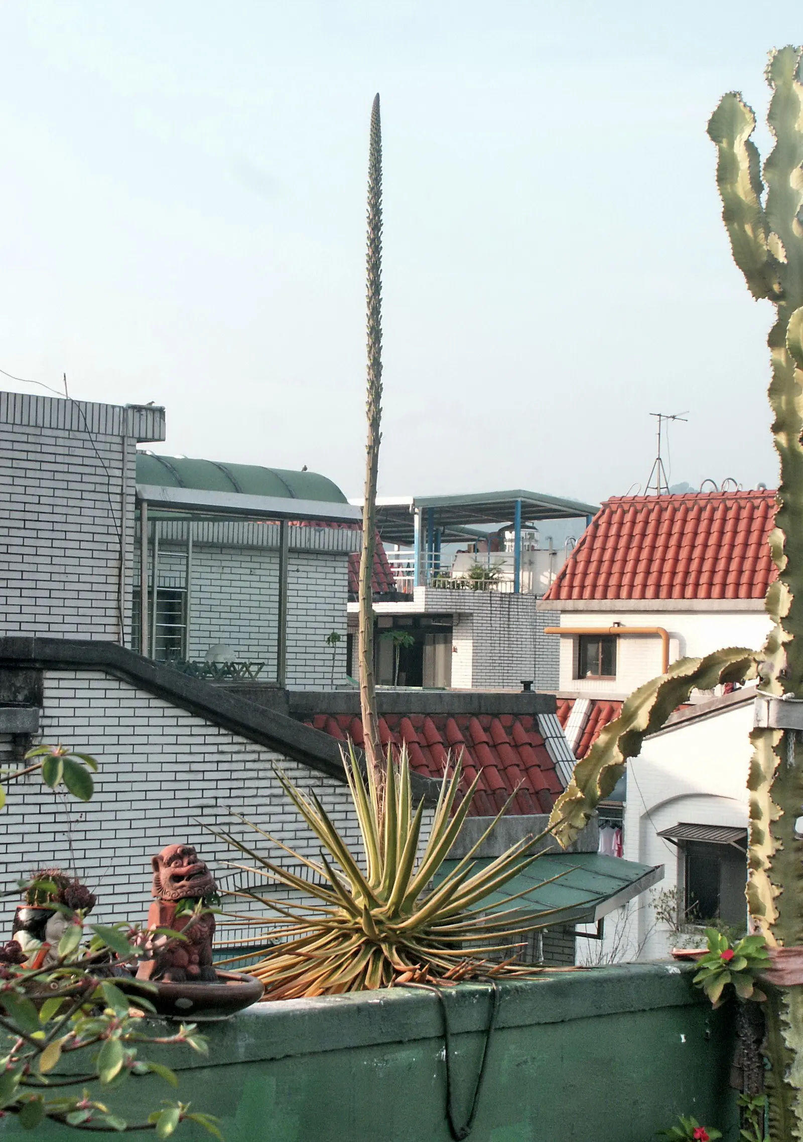 Weber Agave (Agave Weberi) — which contributes a cooling effect to the garden palette; with minimal maintenance required