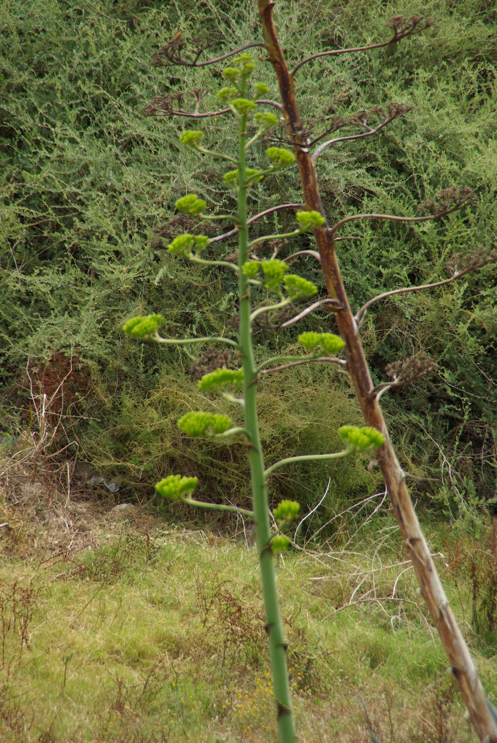 Weber Agave (Agave Weberi) — the Weber Agave is highly drought tolerant, image 35
