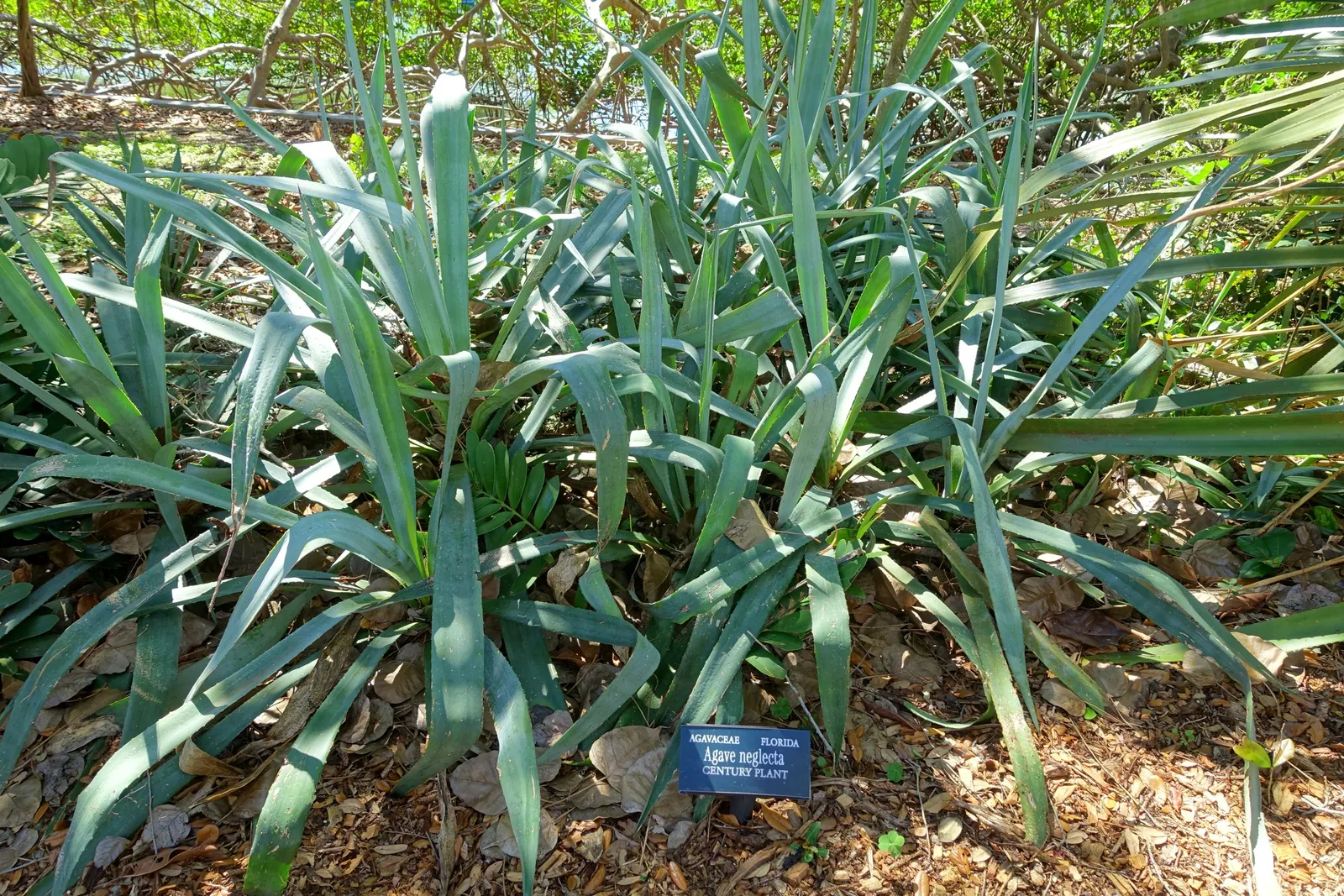 Weber Agave (Agave Weberi) — Its broad, blue-grey leaves form a dense rosette, which can become the focal point of xeriscapes; but fear not - it produces
