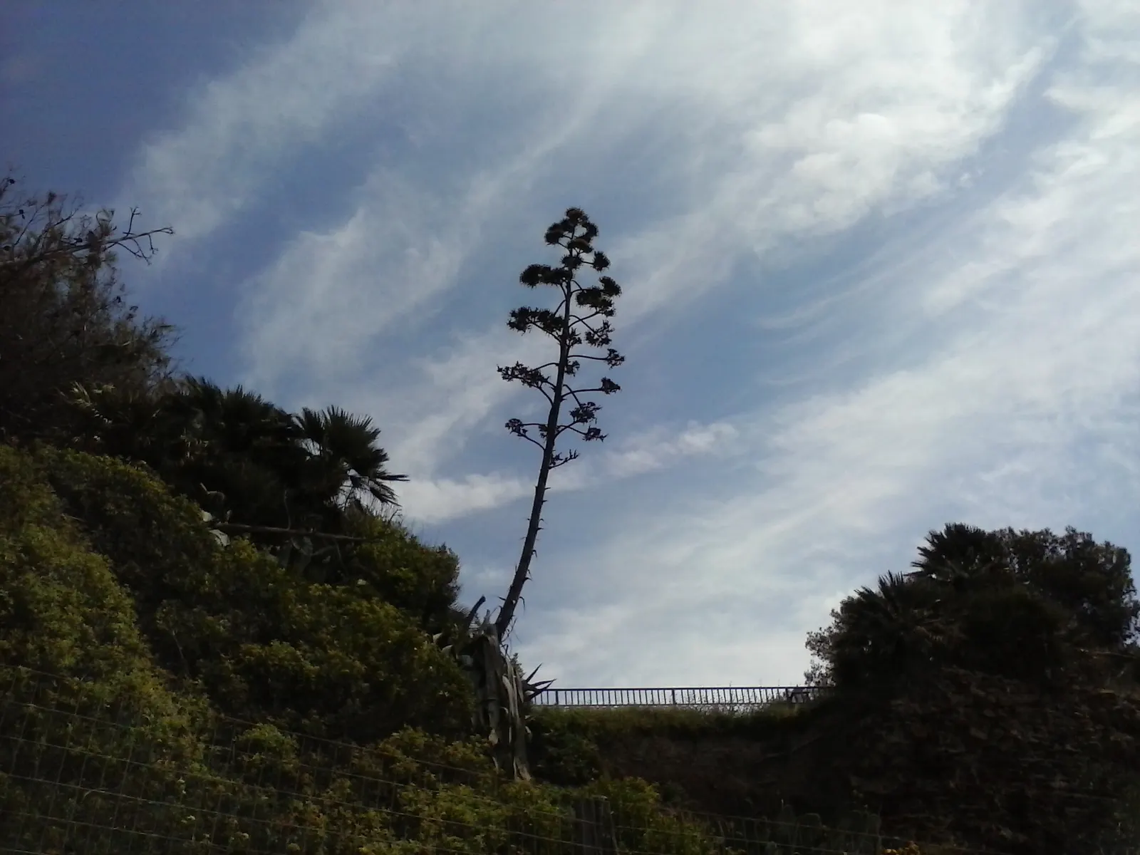 Weber Agave (Agave Weberi) — yellow flowers in the garden