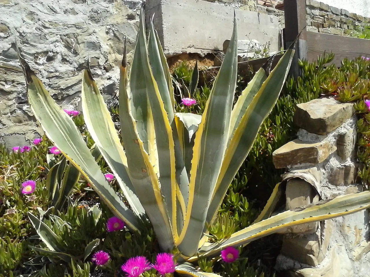Weber Agave (Agave Weberi) — succulent for full or half