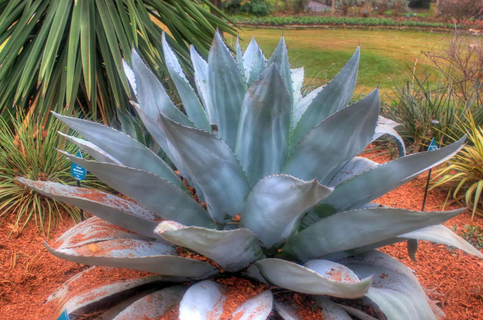 Weber Agave (Agave Weberi) — but fear not - it produces offsets