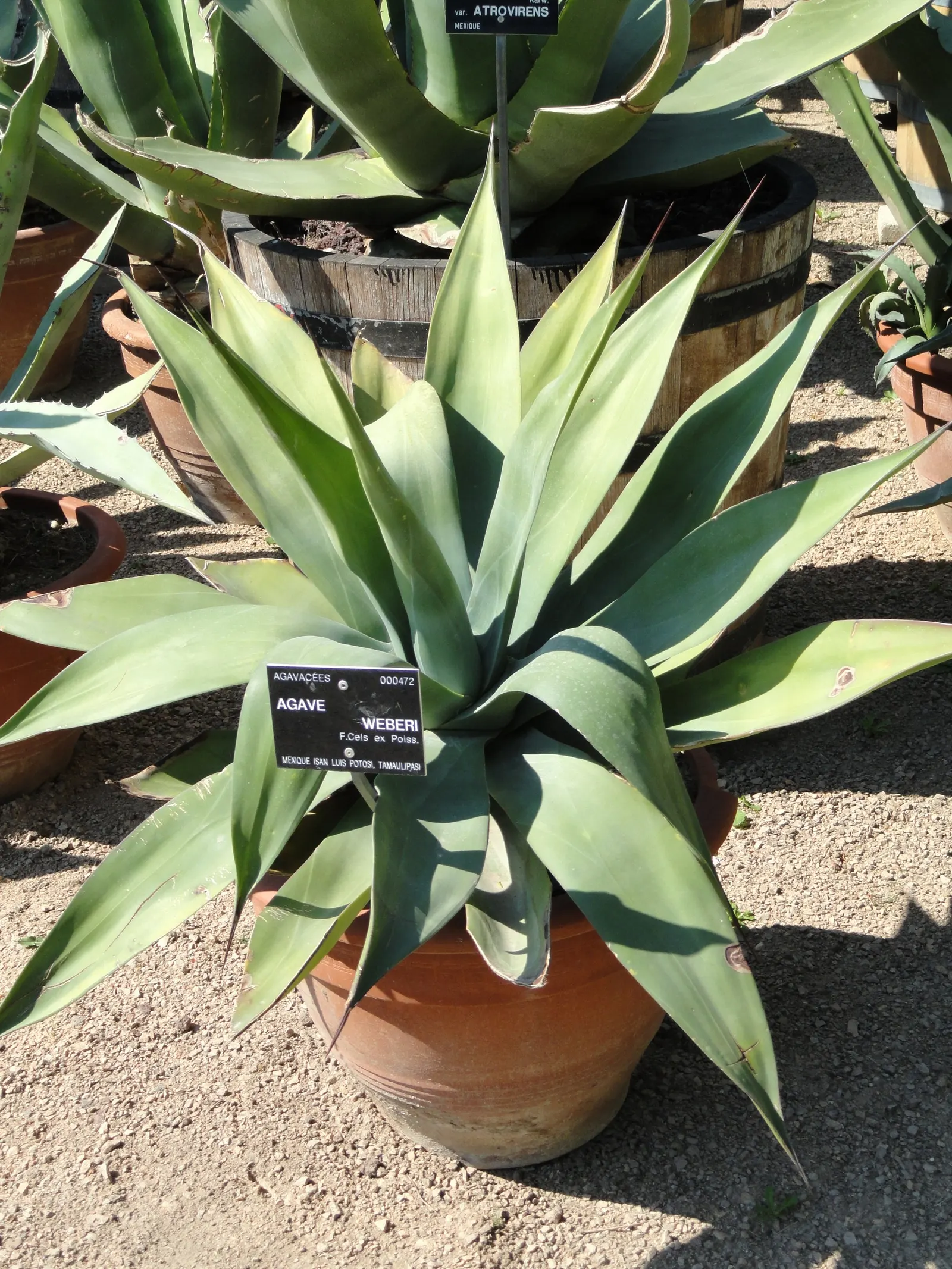 Weber Agave (Agave Weberi) — with minimal maintenance required; fleshy leaves that form a rosette pattern, image 51