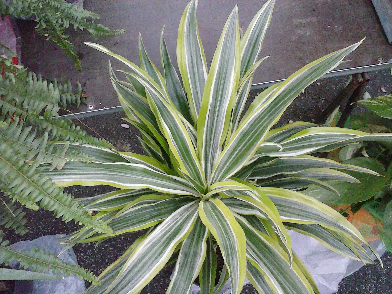 Weber Agave (Agave Weberi) — Its impressive foliage can reach lengths of up to 6 feet and spans roughly the same in width; yellow flowers in the garden