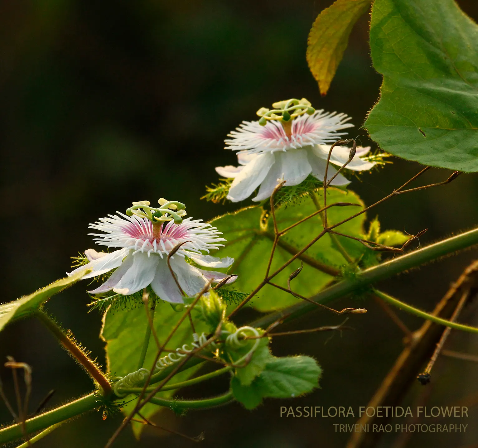 Red Passion Vine (Passiflora Manicata) — Hardy in zones 10-12, ideal for trellises and fences, it is semi-evergreen and may require frost, image 45