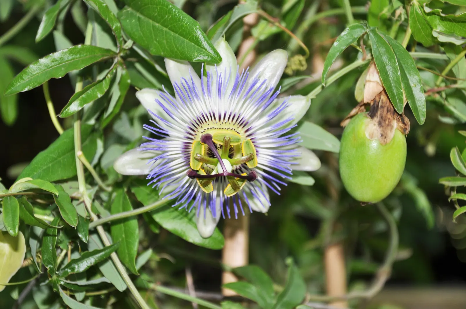 Red Passion Vine (Passiflora Manicata) — It blooms from summer to fall, attracting hummingbirds and offering lush, deep green foliage