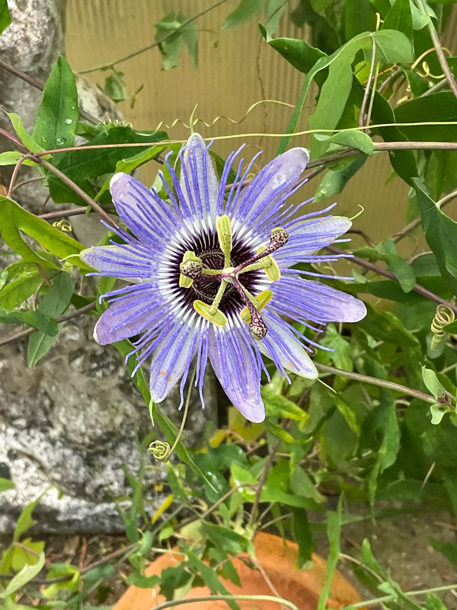 Red Passion Vine (Passiflora Manicata) — such as a trellis or fence; it blooms from summer to fall, attracting hummingbirds and offering lush, deep, image 70