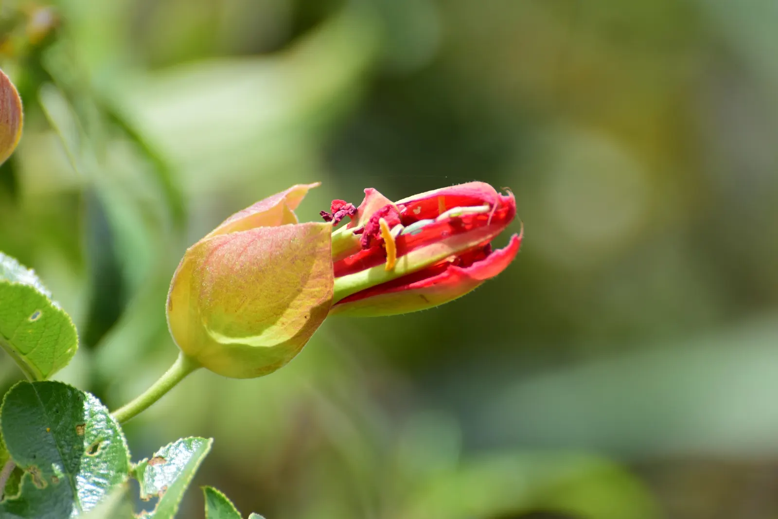 Red Passion Vine (Passiflora Manicata) — attracting a symphony of pollinators