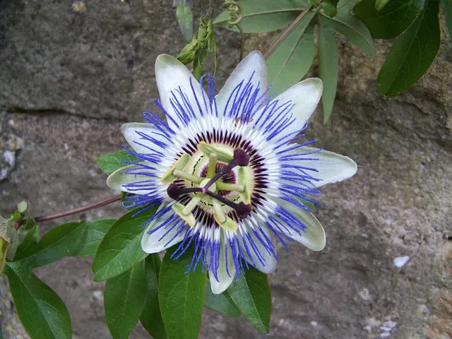 Red Passion Vine (Passiflora Manicata) — the Passiflora manicata may need winter protection in cooler climates; such as occasional pruning to control size and