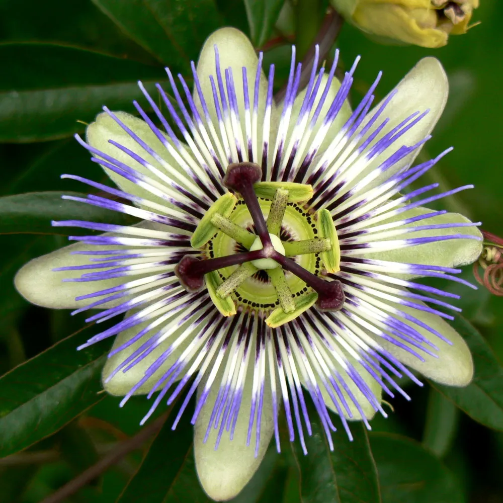 Red Passion Vine (Passiflora Manicata) — such as a trellis or fence; it blooms from summer to fall, attracting hummingbirds and offering lush, deep green