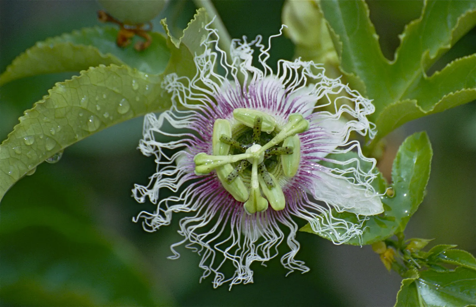 Red Passion Vine (Passiflora Manicata) — and benefits from a layer of mulch to maintain soil hydration and temperature.<br><br>Cold-sensitive
