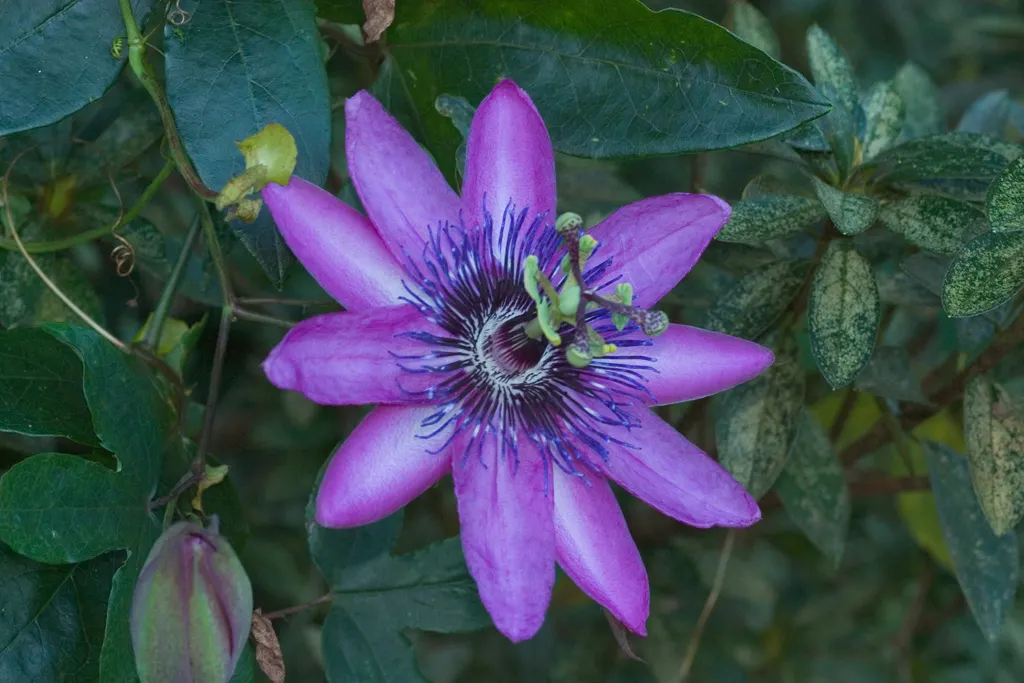 Red Passion Vine (Passiflora Manicata) — such as a trellis or fence; it blooms from summer to fall, attracting hummingbirds and offering lush, deep, image 49