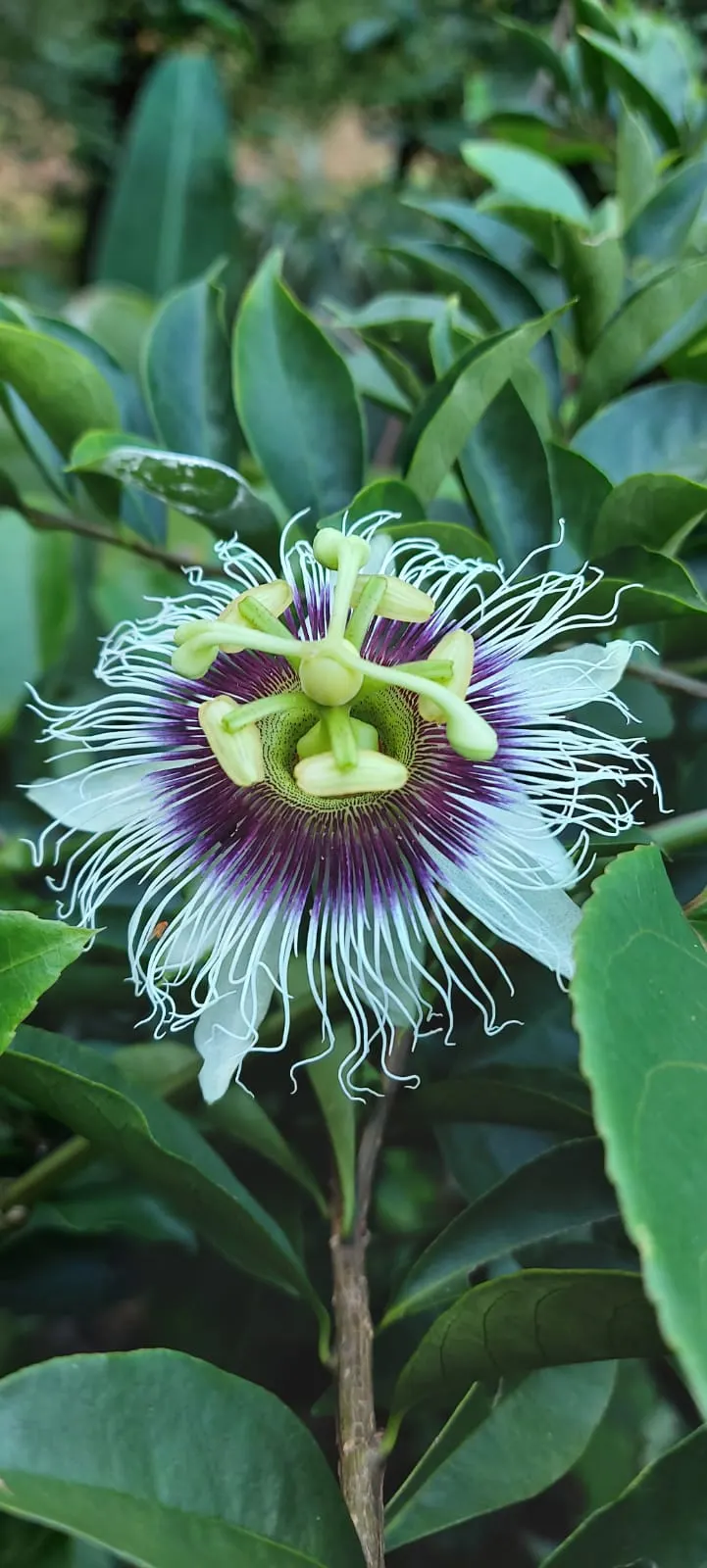 Red Passion Vine (Passiflora Manicata) — The Red Passion Vine flourishes in USDA hardiness zones 9 through 11, preferring full sun to part shade; such as