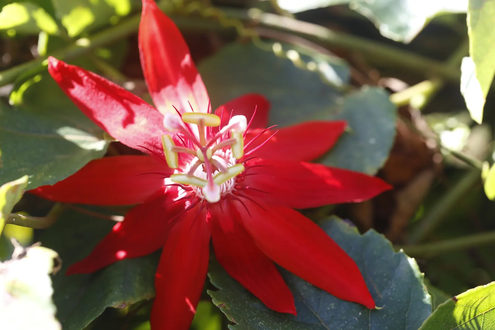 Red Passion Vine (Passiflora Manicata) — vine with red blooms; including beneficial bees, image 62