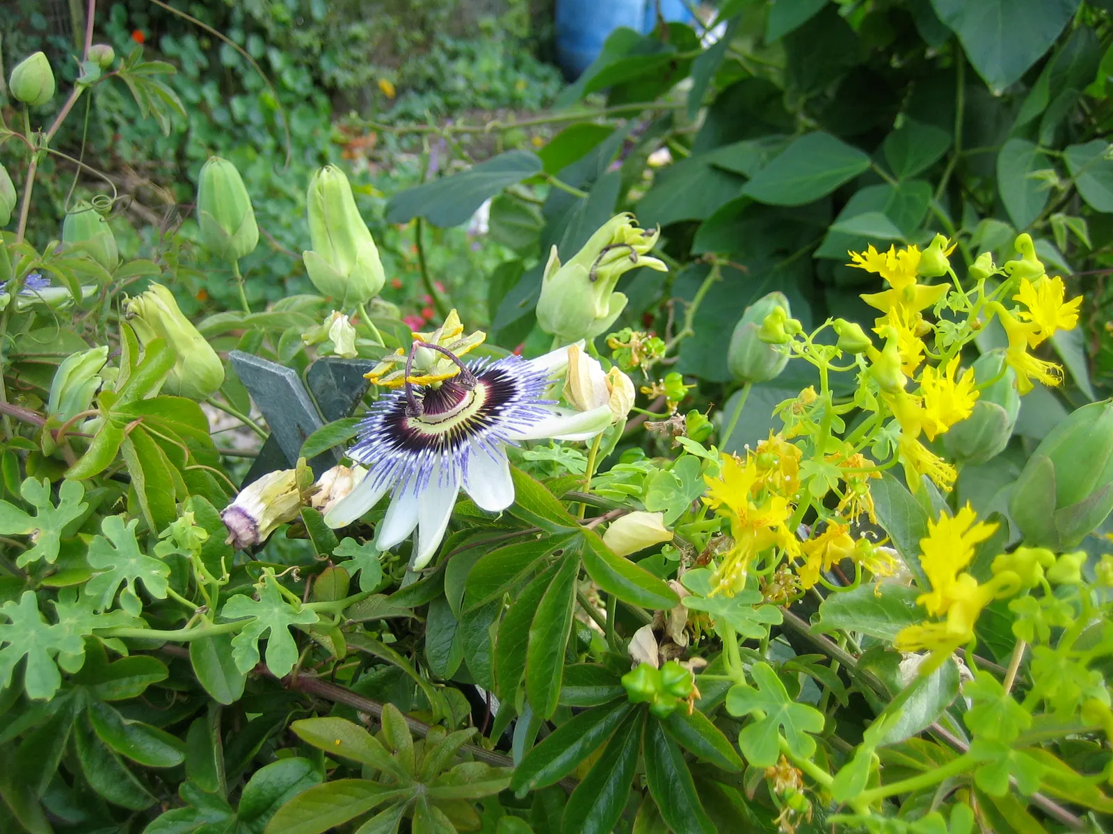 Red Passion Vine (Passiflora Manicata) — red flowers in the garden; it blooms from summer to fall, attracting hummingbirds and offering lush, deep, image 61