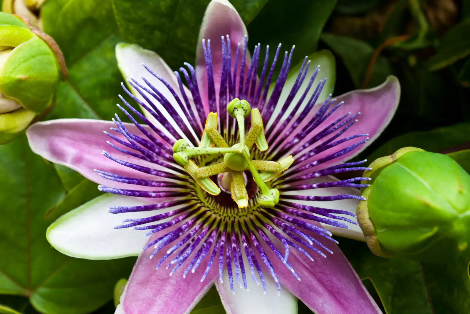 Red Passion Vine (Passiflora Manicata) — preferring full sun to partial shade and well-drained soil; including beneficial bees, image 65