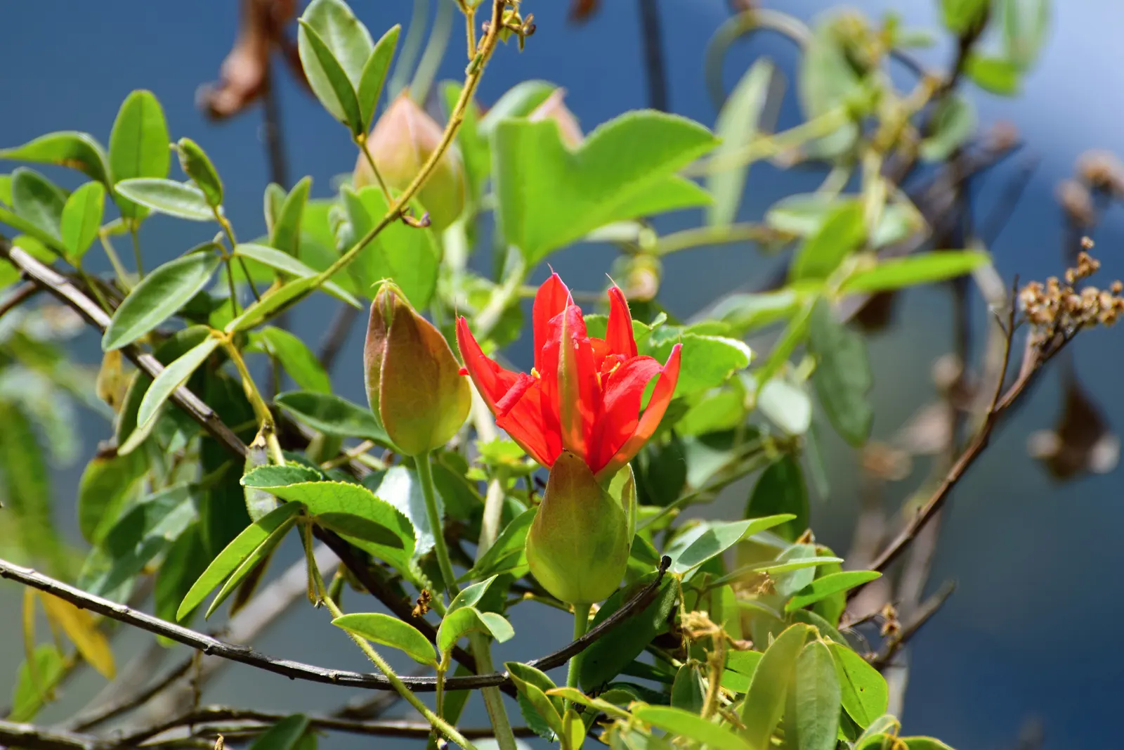 Red Passion Vine (Passiflora Manicata) — the Passiflora manicata may need winter protection in cooler climates