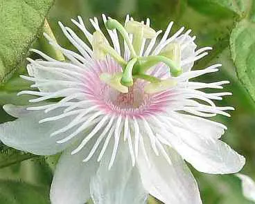 Red Passion Vine (Passiflora Manicata) — is a vibrant and captivating climbing perennial that serves as an alluring centerpiece in any landscape, image 26