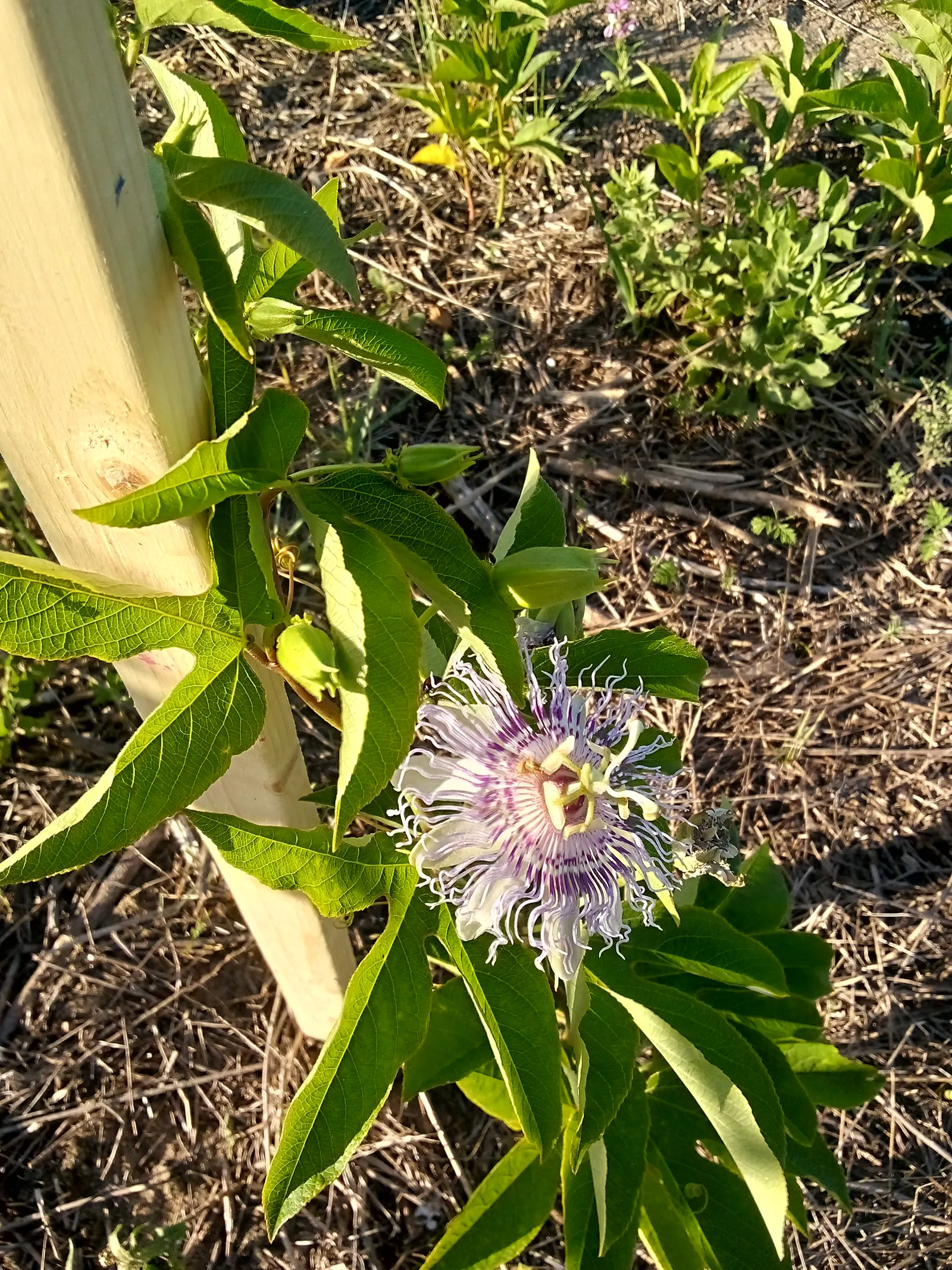 Red Passion Vine (Passiflora Manicata) — displaying a prominent central filament ring; including beneficial bees, image 71