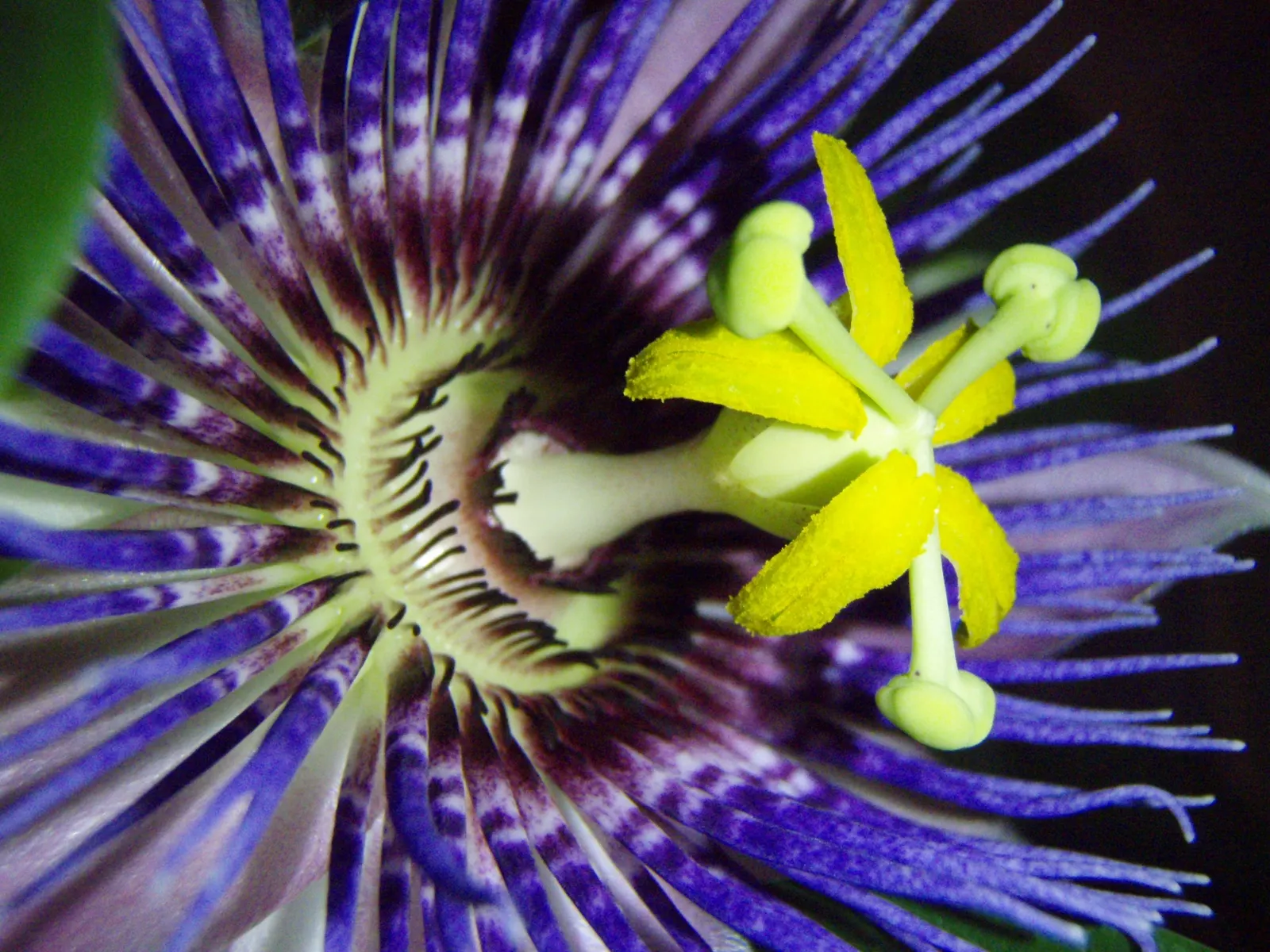 Red Passion Vine (Passiflora Manicata) — including beneficial bees, image 32
