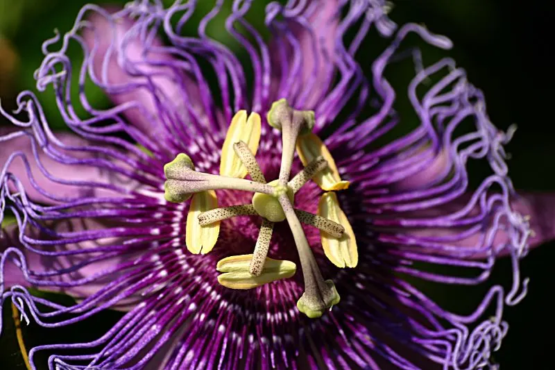 Red Passion Vine (Passiflora Manicata) — attracting a symphony of pollinators; it blooms from summer to fall, attracting hummingbirds and offering, image 52