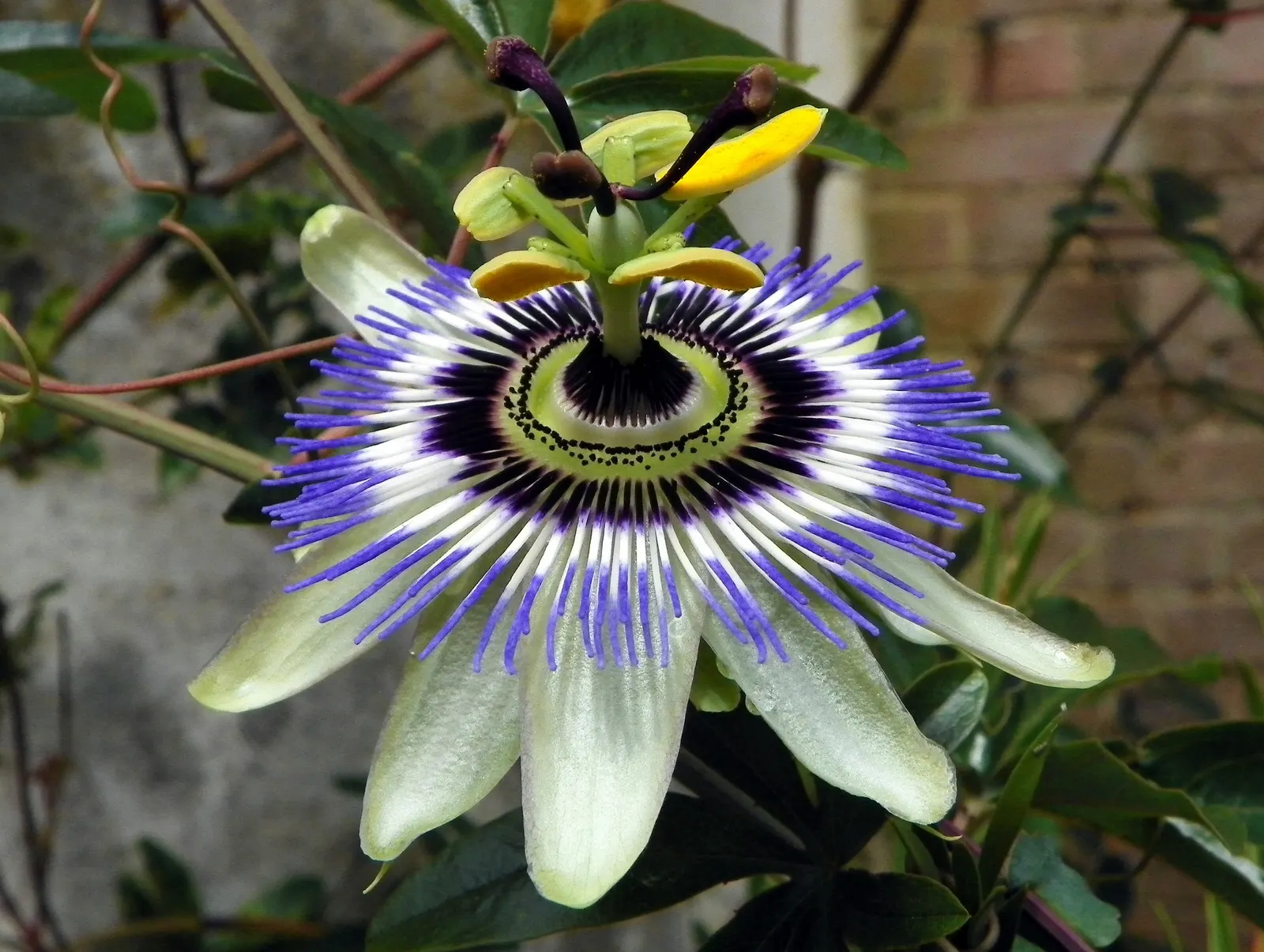 Red Passion Vine (Passiflora Manicata) — Hardy in zones 10-12, ideal for trellises and fences, it is semi-evergreen and may require frost protection; such as