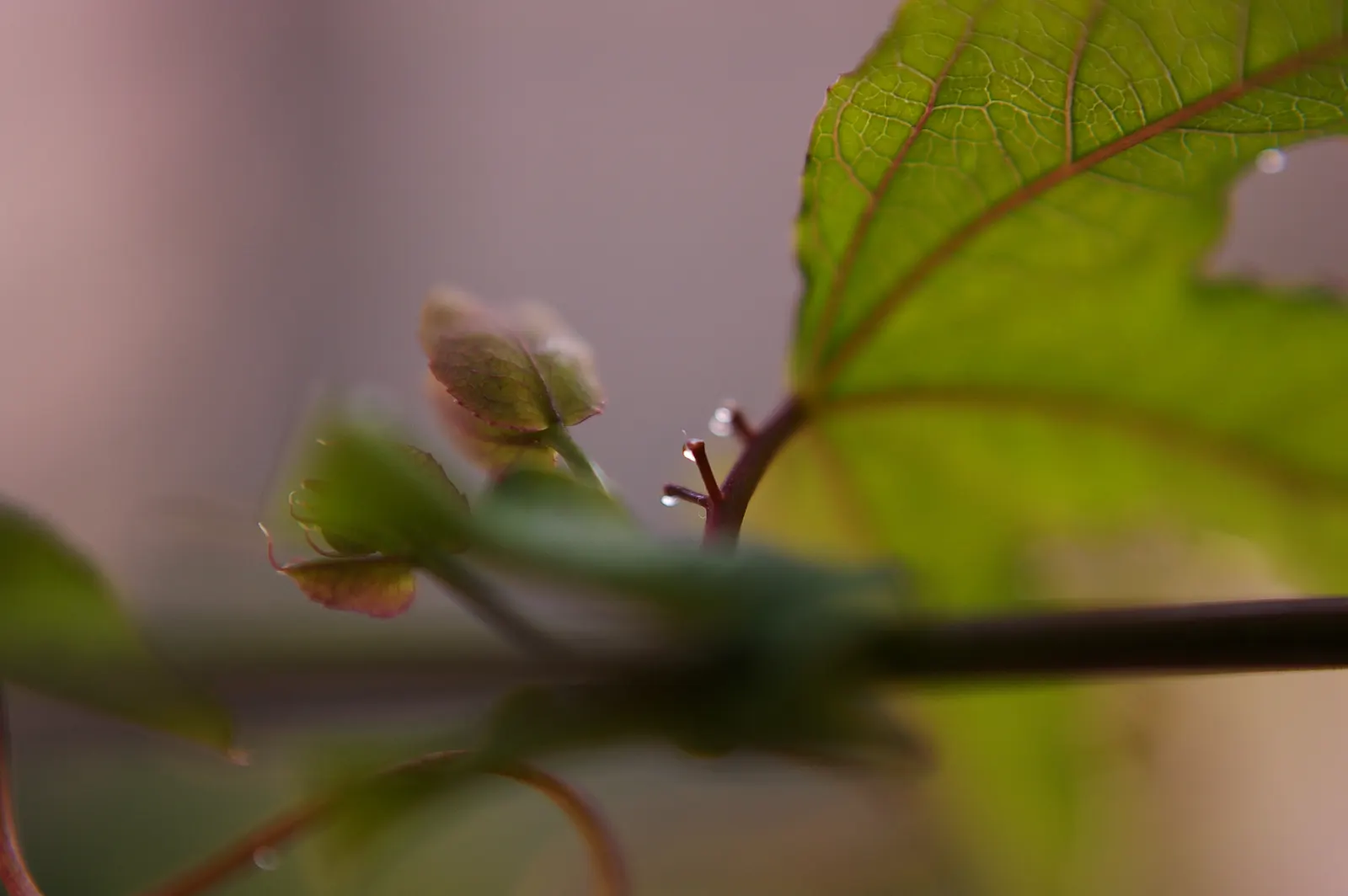 Red Passion Vine (Passiflora Manicata) — vine for half; such as occasional pruning to control size and promote health