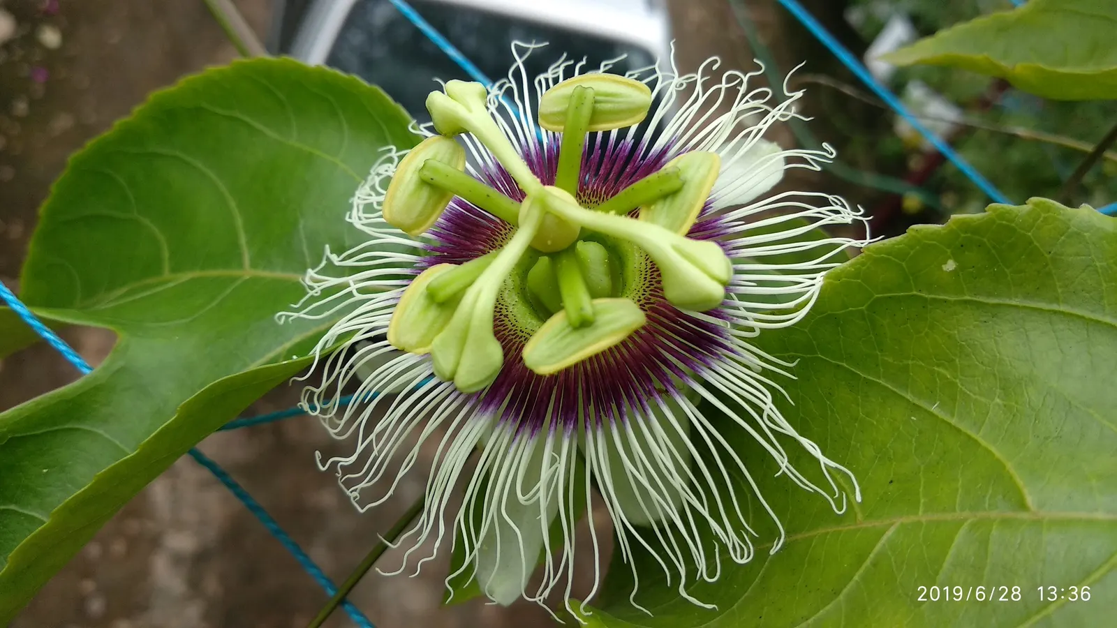 Red Passion Vine (Passiflora Manicata) — it requires well-draining soil