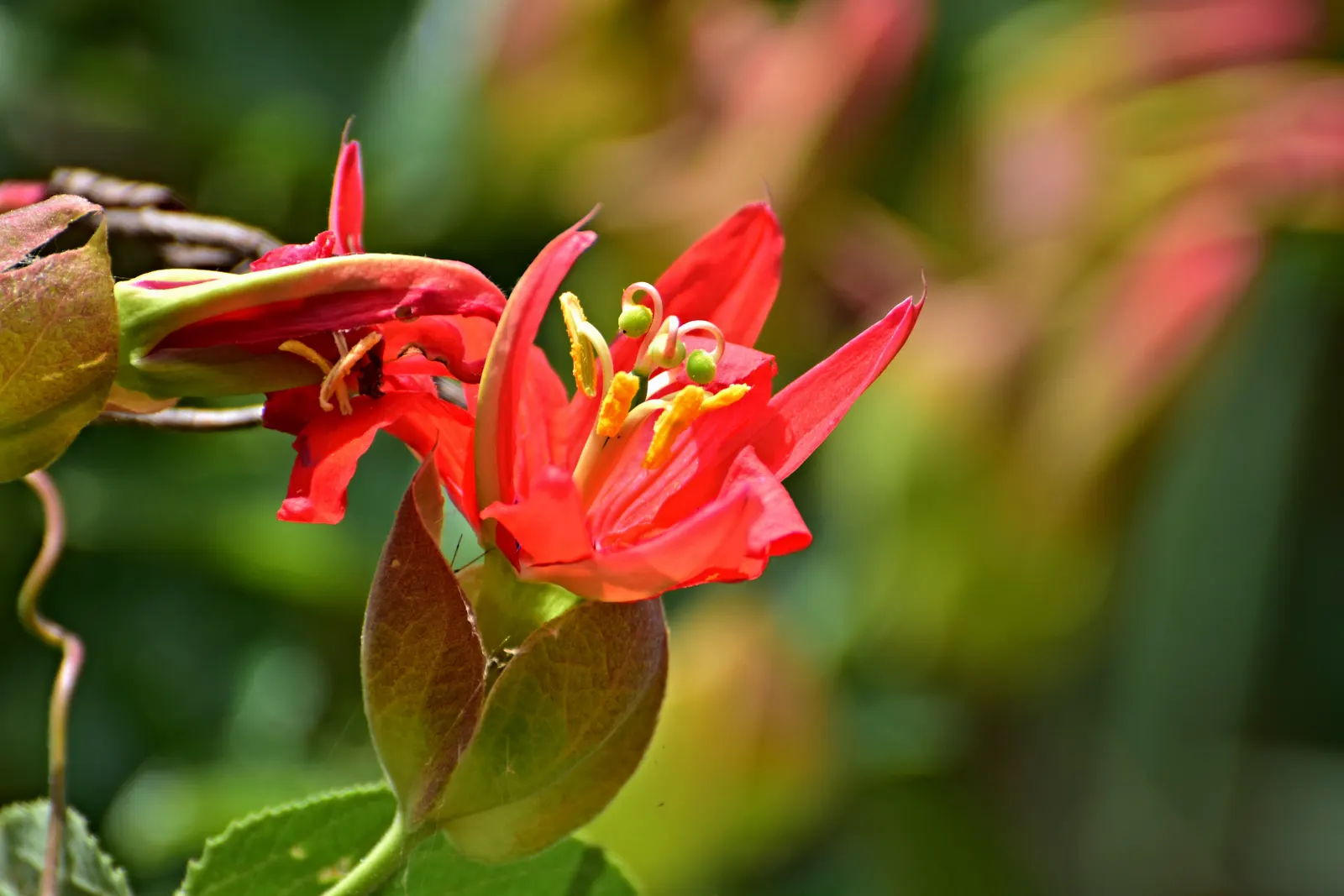 Red Passion Vine (Passiflora Manicata) — Hardy in zones 10-12, ideal for trellises and fences, it is semi-evergreen and may require frost protection