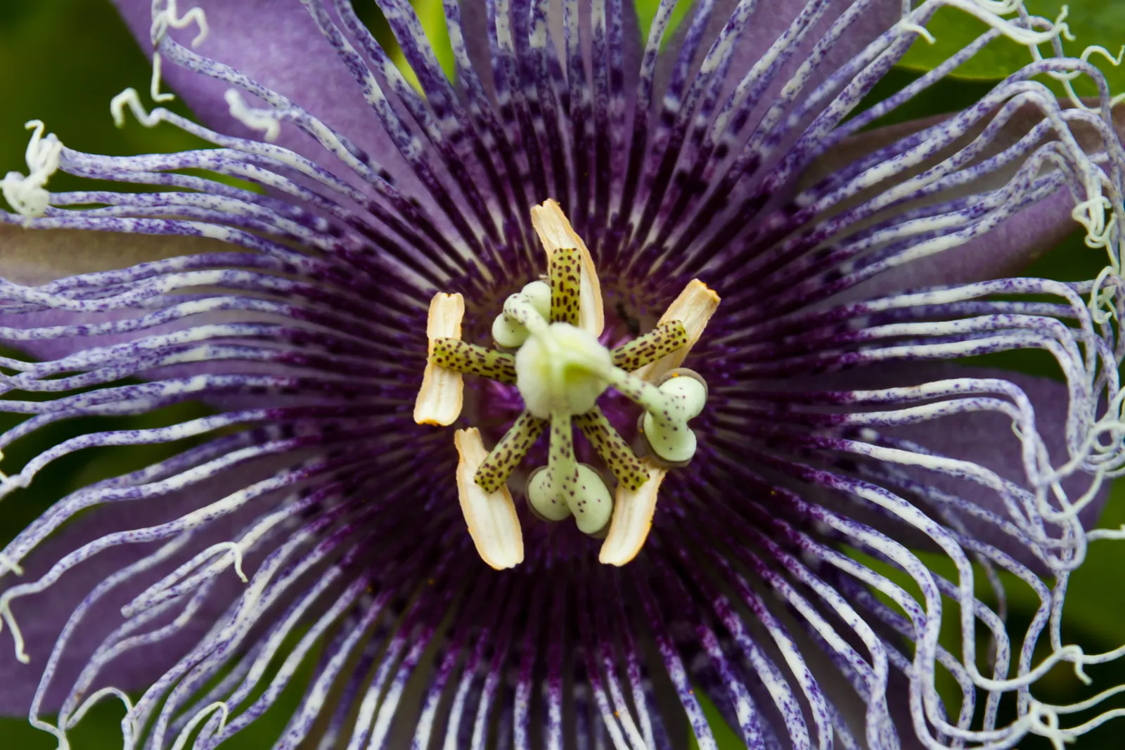 Red Passion Vine (Passiflora Manicata) — displaying a prominent central filament ring; including beneficial bees