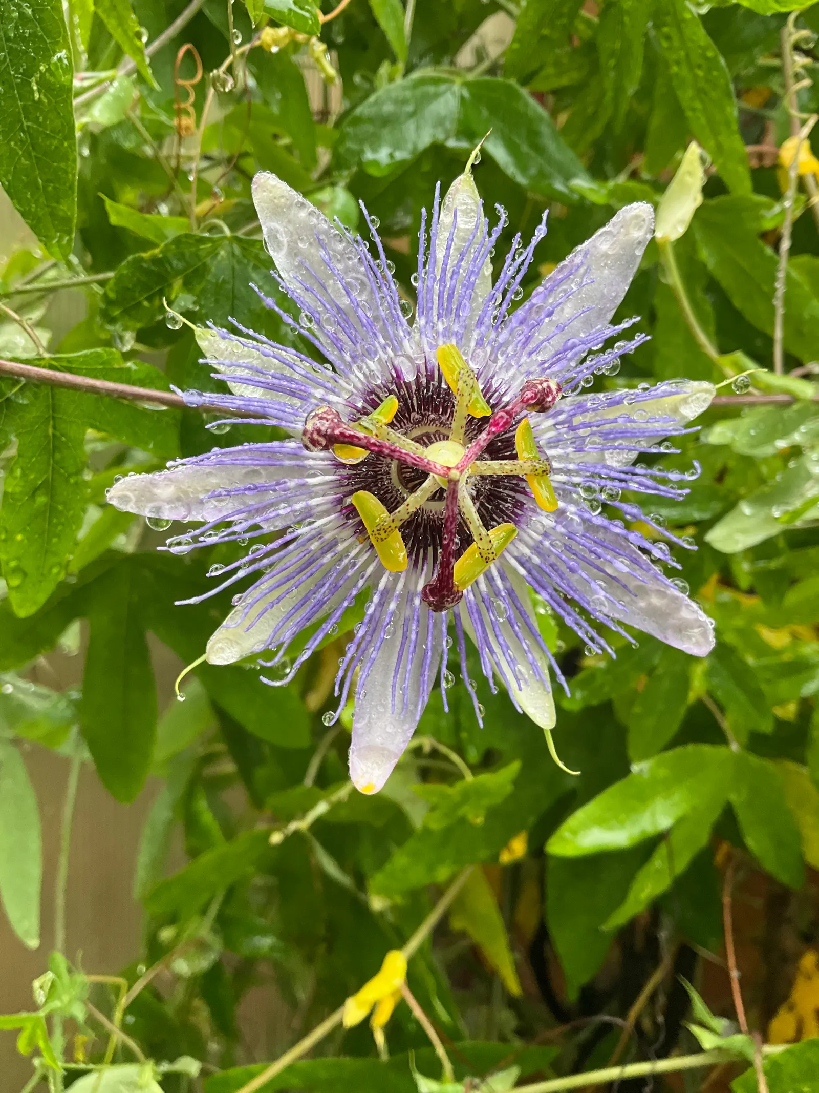 Red Passion Vine (Passiflora Manicata) — When incorporating this plant into your garden; it blooms from summer to fall, attracting hummingbirds and offering
