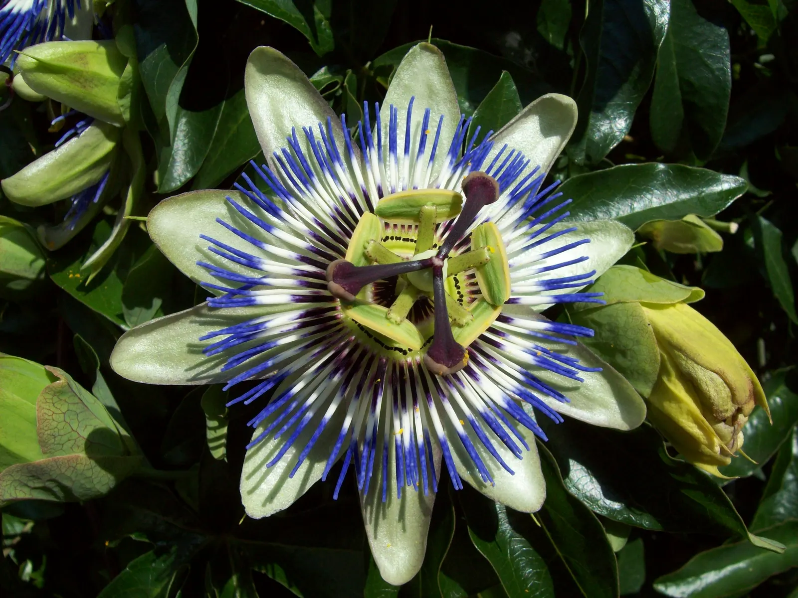 Red Passion Vine (Passiflora Manicata) — displaying a prominent central filament ring; including beneficial bees, image 50