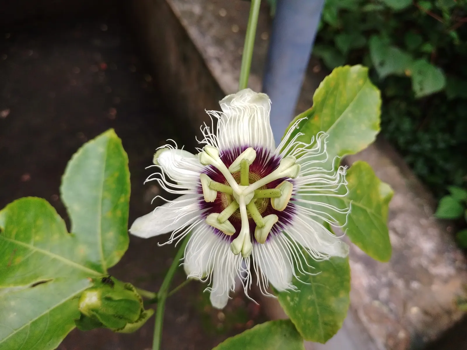 Red Passion Vine (Passiflora Manicata) — preferring full sun to partial shade and well-drained soil; including beneficial bees, image 44