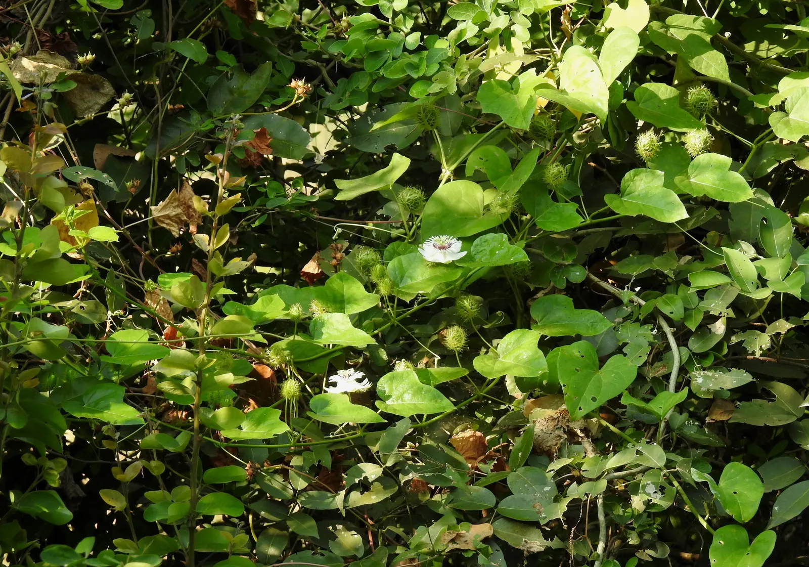 Red Passion Vine (Passiflora Manicata) — preferring full sun to partial shade and well-drained soil; including beneficial bees